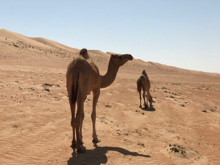 trockengebiete-kamel