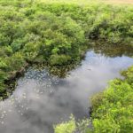 mangrovenkueste-florida-kuestenformen